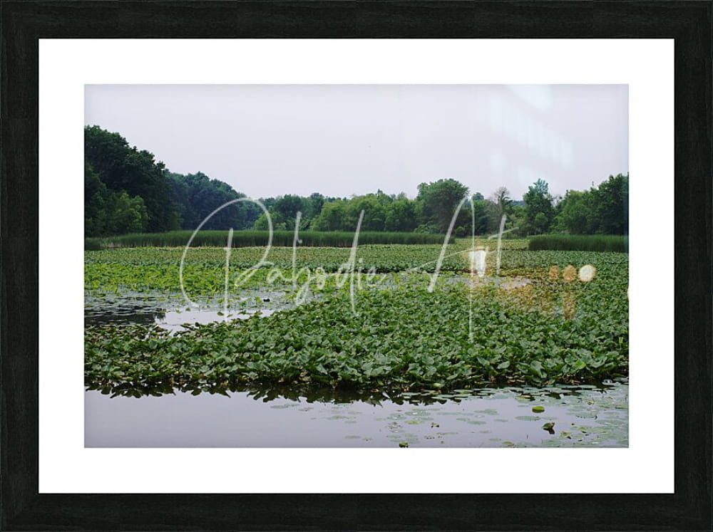 Black framed art print of a serene pond with lush green water lilies under an overcast sky titled natural elevations of nature at sheldon marsh