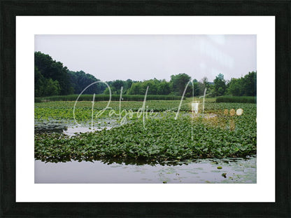 Black framed art print of a serene pond with lush green water lilies under an overcast sky titled natural elevations of nature at sheldon marsh