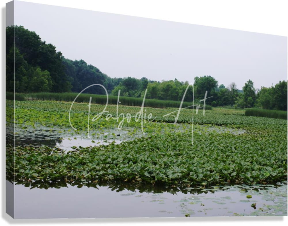 Canvas print of lush green water hyacinths on a serene pond framed by trees under an overcast sky at sheldon marsh