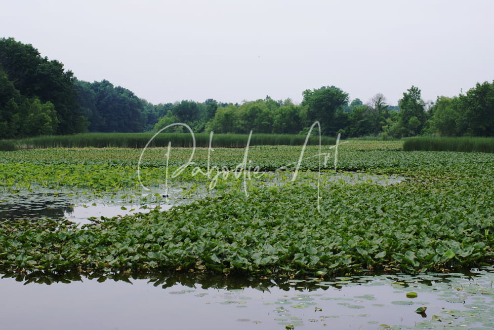 Natural elevations of nature at sheldon marsh features green lily pads floating on calm water forming a dense mat