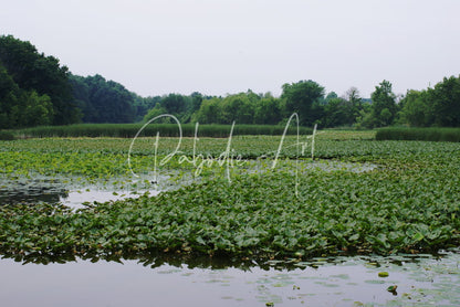 Natural elevations of nature at sheldon marsh features green lily pads floating on calm water forming a dense mat