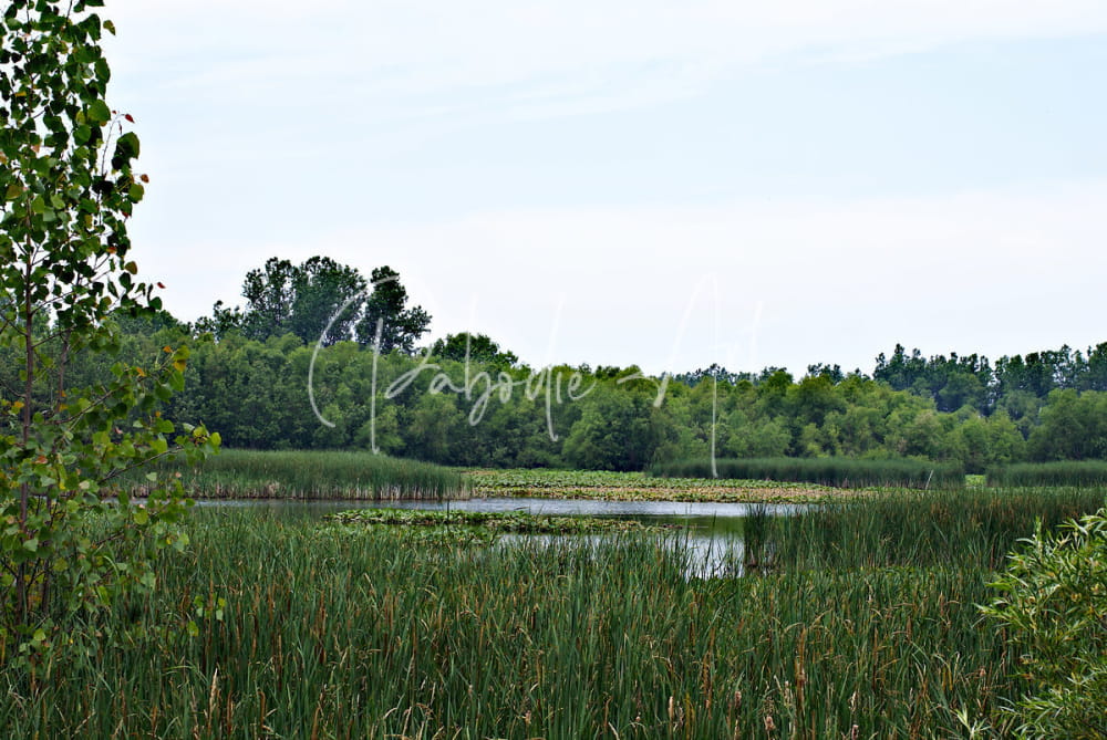 Natural serenity pond scene with tall green reeds and dense trees under soft overcast sky for peaceful decor