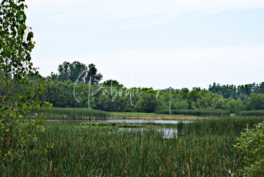 Natural serenity pond scene with tall green reeds and dense trees under soft overcast sky for peaceful decor