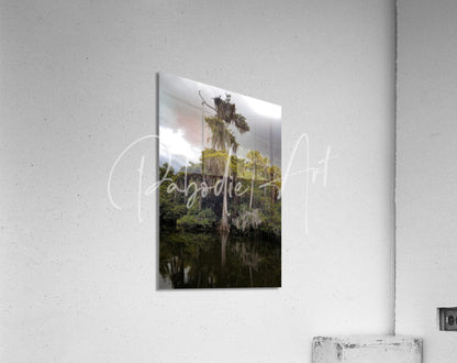Rectangular acrylic print of osprey nest on the loxahatchee featuring serene moss-draped swamp trees and calm water