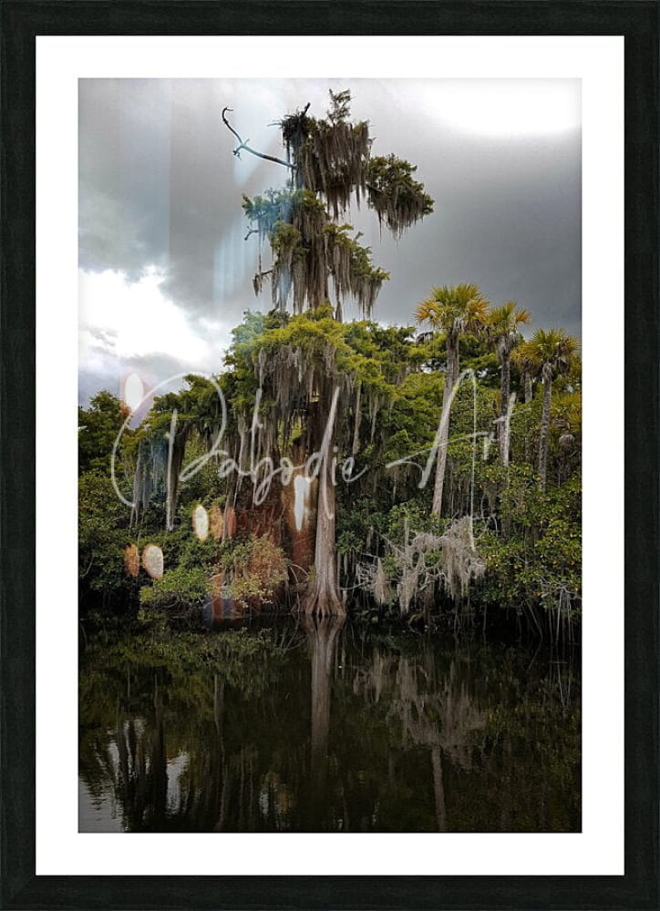 Black-framed art print of cypress tree draped in spanish moss by reflective water titled osprey nest on the loxahatchee
