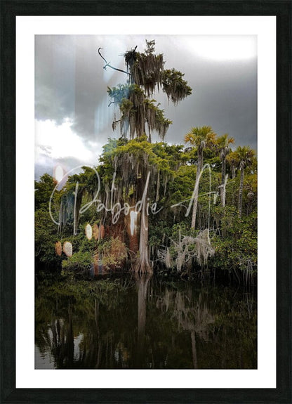 Black-framed art print of cypress tree draped in spanish moss by reflective water titled osprey nest on the loxahatchee