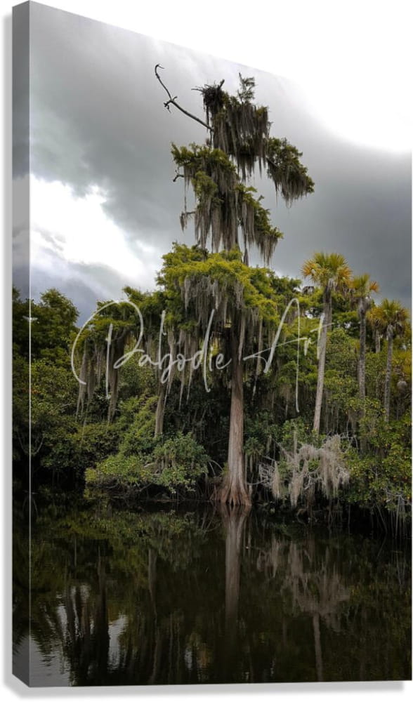 A canvas print of a tall moss-draped cypress tree with spanish moss over reflective water in osprey nest on the loxahatchee