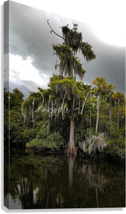 A canvas print of a tall moss-draped cypress tree with spanish moss over reflective water in osprey nest on the loxahatchee