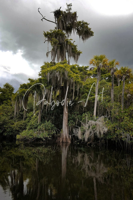 A tall moss-draped cypress tree in murky water under a cloudy sky in osprey nest on the loxahatchee