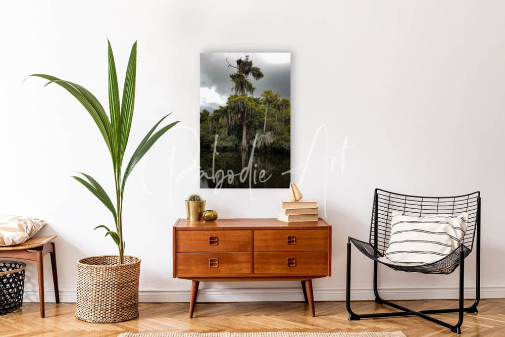 A rectangular canvas print of a tall moss-draped tree under an overcast sky titled osprey nest on the loxahatchee