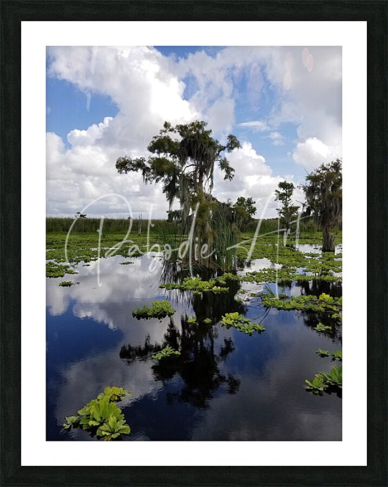 Black-framed art print osprey reflections with serene swamp scene and spanish moss reflected on calm water surface