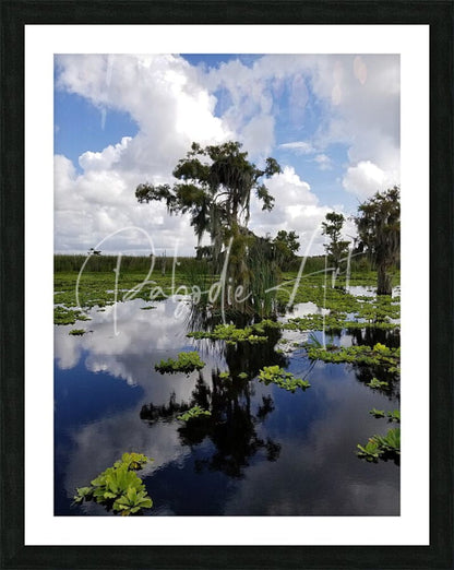 Black-framed art print osprey reflections with serene swamp scene and spanish moss reflected on calm water surface