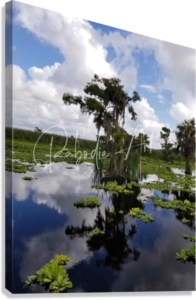 Canvas print of osprey reflections featuring serene swamp scene with cypress trees and spanish moss reflecting in water