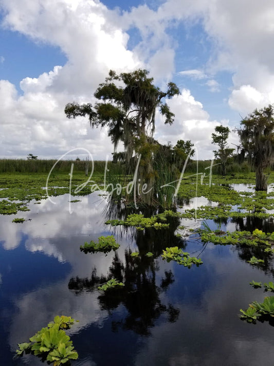 A serene swamp scene on osprey reflections showing tall moss-draped cypress trees and lily pads reflected in still water