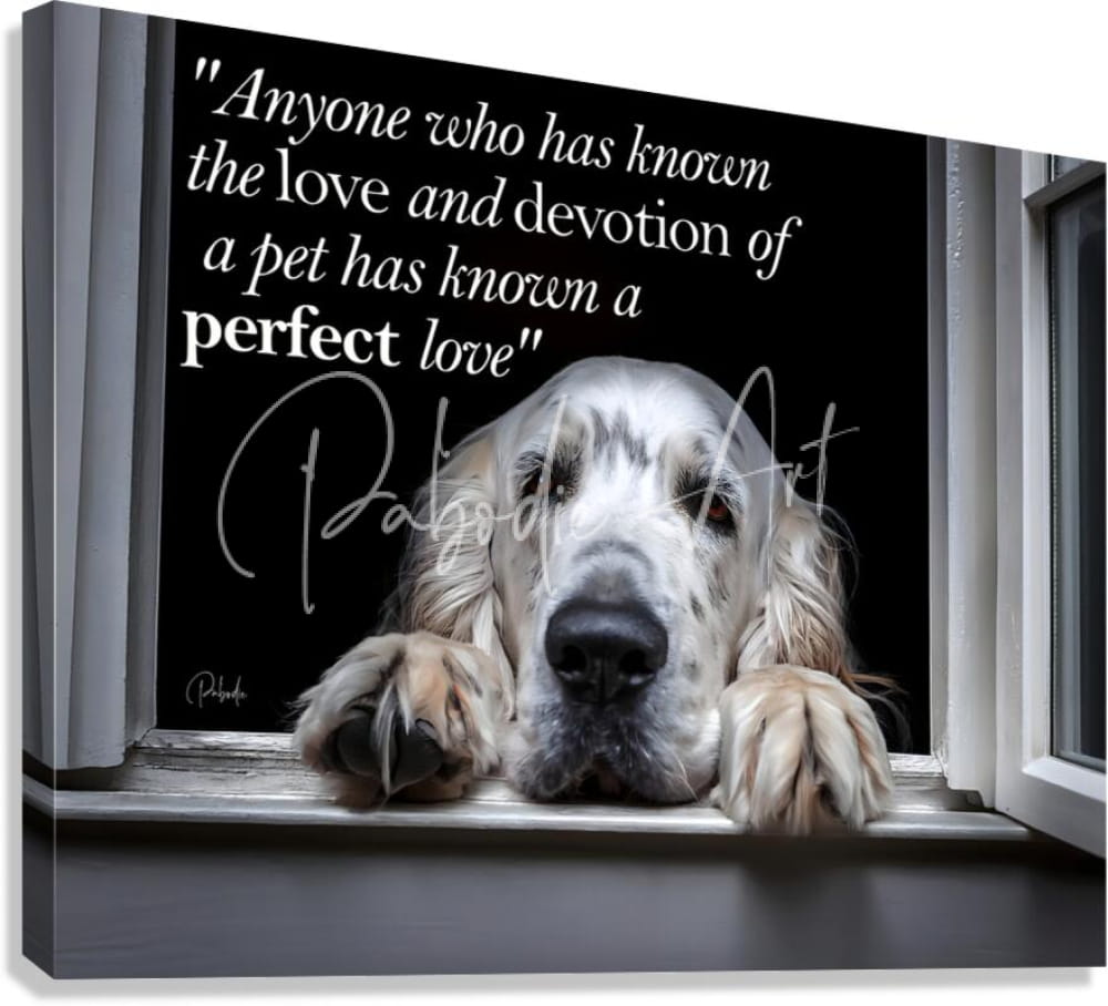 A framed canvas print titled a perfect love featuring a white and tan english setter resting paws on a windowsill