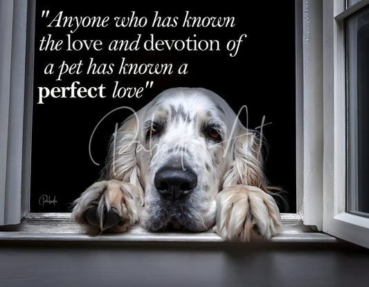 A perfect love featuring a white and tan english setter with long floppy ears resting paws on a windowsill