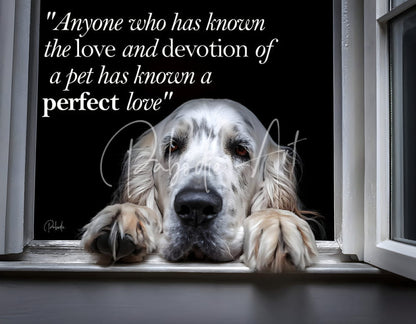 A perfect love featuring a white and tan english setter with long floppy ears resting its paws on a windowsill