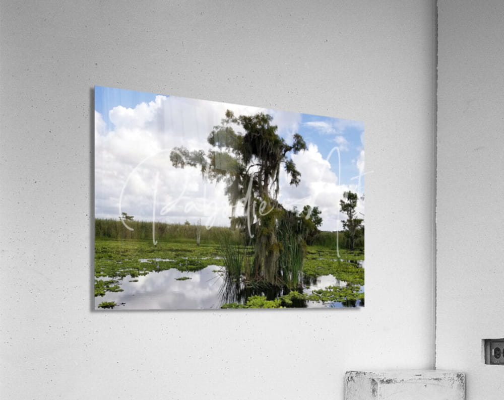 Acrylic print titled perfect osprey nest featuring a moss-draped tree and reflective swamp water under a cloudy sky