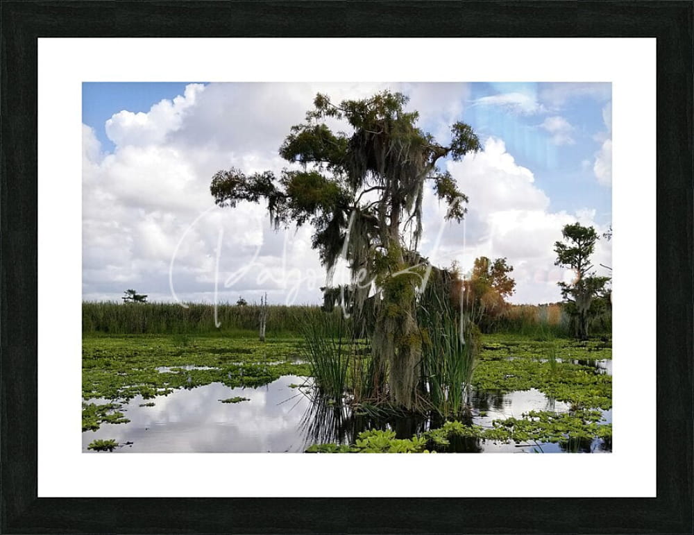 Black-framed photograph titled perfect osprey nest featuring a cypress tree draped in spanish moss by marshland