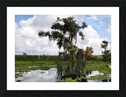 Black-framed photograph titled perfect osprey nest featuring a cypress tree draped in spanish moss by marshland