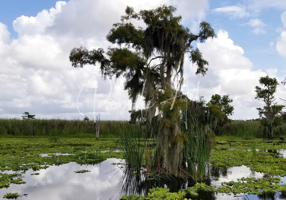A perfect osprey nest mounted on a tall moss-draped cypress tree in a swampy landscape with green water lilies and reeds