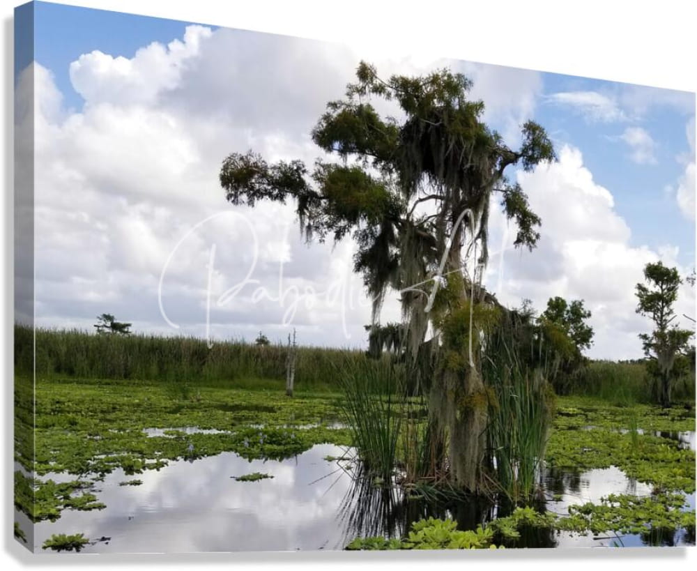 Canvas print of a swamp scene with moss-draped cypress tree under a partly cloudy sky titled perfect osprey nest