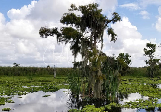 A tall moss-draped cypress tree in a swamp with green water lilies under a partly cloudy sky perfect osprey nest