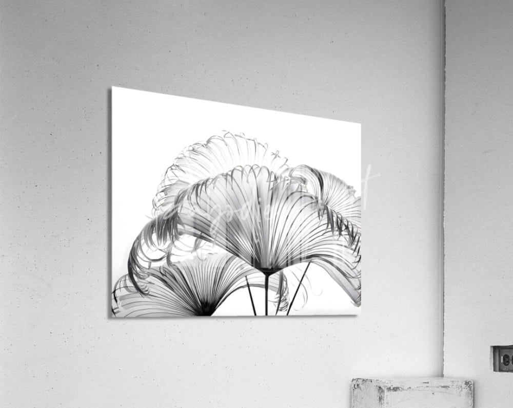 Black-and-white acrylic print of ribbon fan palm leaves with delicate fan-shaped forms and intricate radial lines