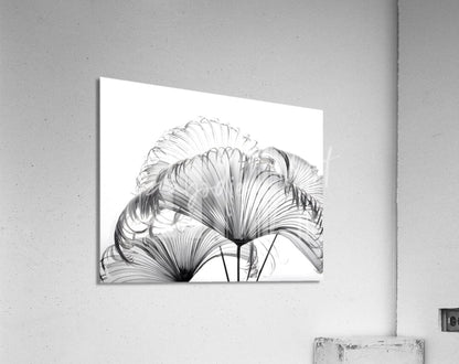 Black-and-white acrylic print of ribbon fan palm leaves with delicate fan-shaped forms and intricate radial lines