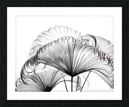 Black-framed artwork featuring a monochrome stylized ribbon fan palm leaves print with delicate radiating lines