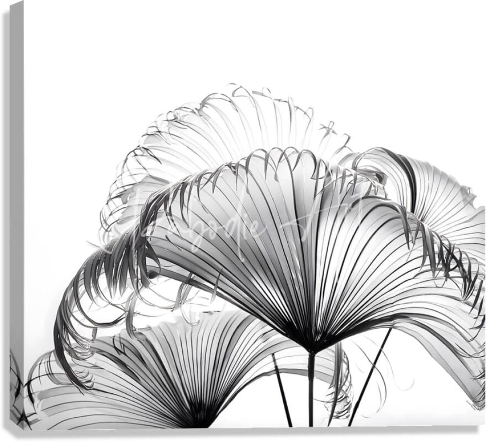 Black and white canvas print featuring stylized fan palm leaves with intricate radiating line details ribbon fan palm leaves