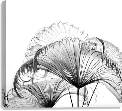 Black and white canvas print featuring stylized fan palm leaves with intricate radiating line details ribbon fan palm leaves