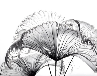 Black-and-white radiographic image of ribbon fan palm leaves showing fan-shaped fronds with translucent vein patterns