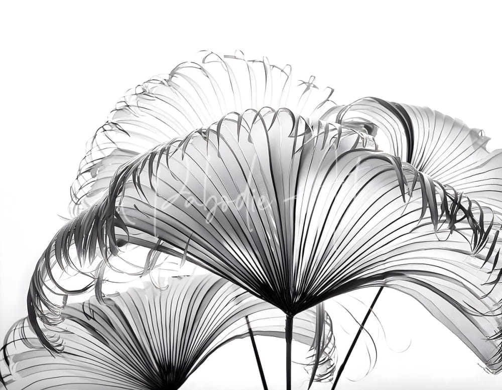 Black and white radiographic image of ribbon fan palm leaves showing fan-shaped fronds with translucent vein patterns