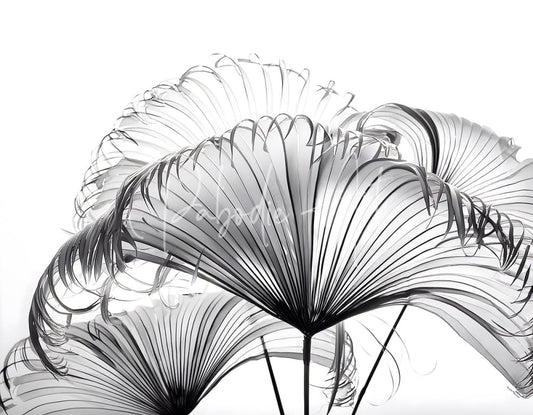 Black and white radiographic image of ribbon fan palm leaves showing fan-shaped fronds with translucent vein patterns