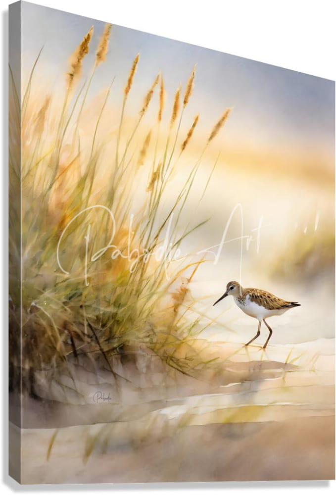 Watercolor canvas print of a sandpiper with brown and white plumage walking through golden grasses at sunset