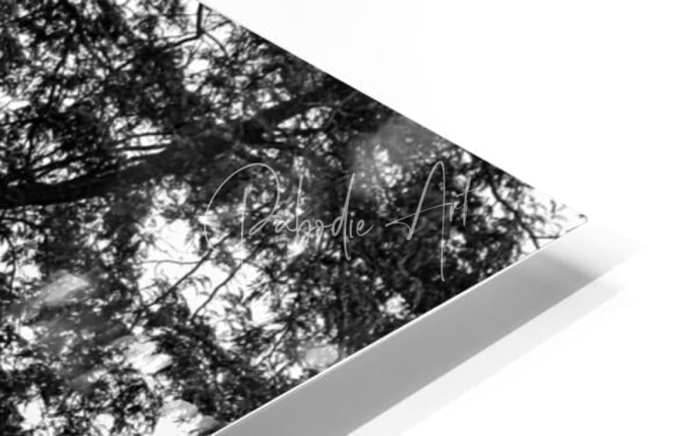 Black-and-white framed art print of sawmill creek wooden bridge showing diagonal tree branches against the sky