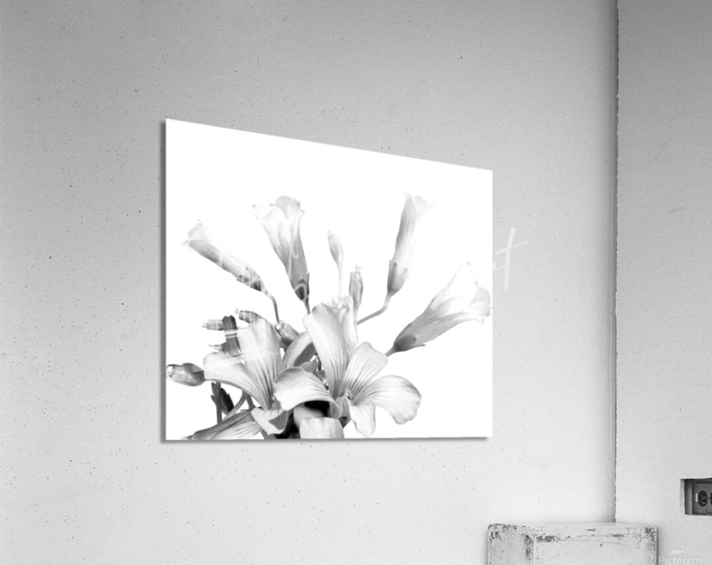 Black and white acrylic print of lilies mounted on wall showcasing shamrock plant blooms design