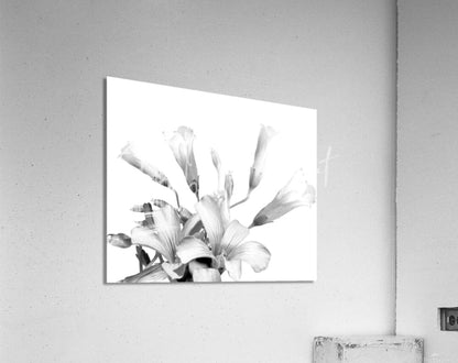 Black and white acrylic print of lilies mounted on wall showcasing shamrock plant blooms design