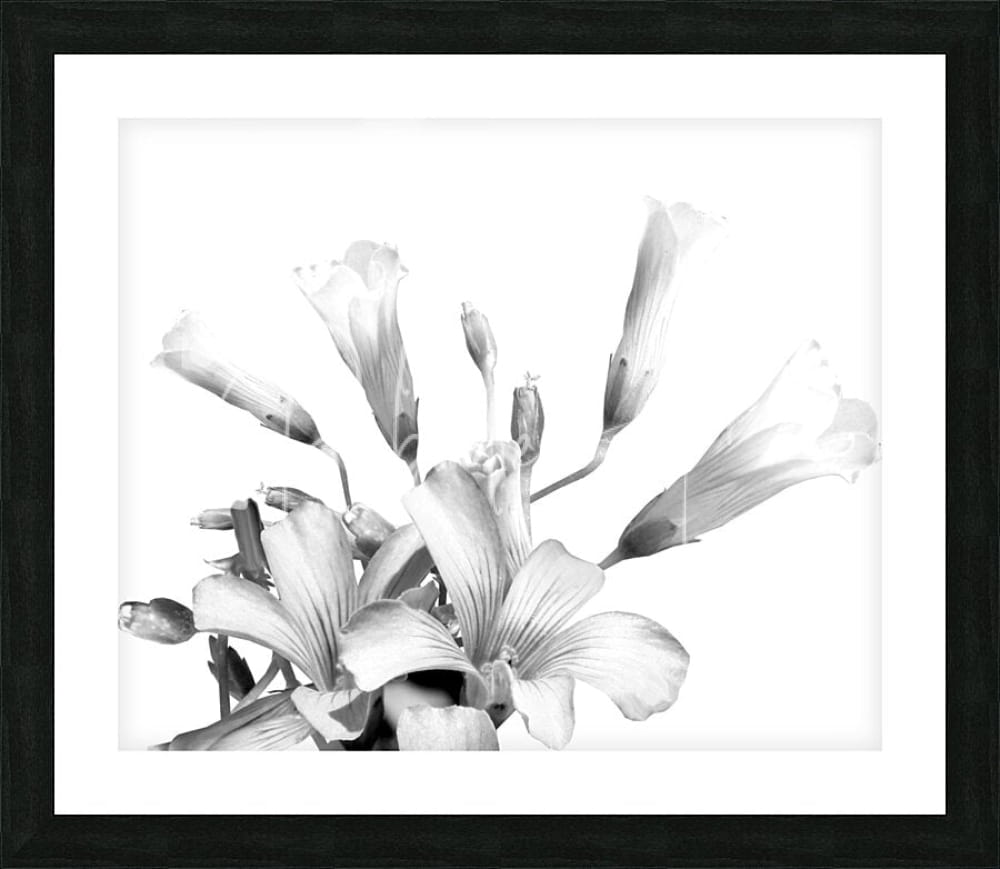 Black-framed black and white floral art print titled shamrock plant blooms featuring detailed shamrock design