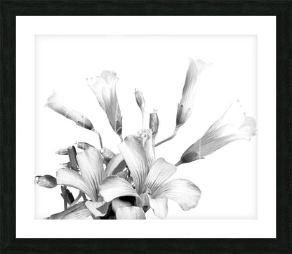 Black-framed black and white floral art print titled shamrock plant blooms featuring detailed shamrock design