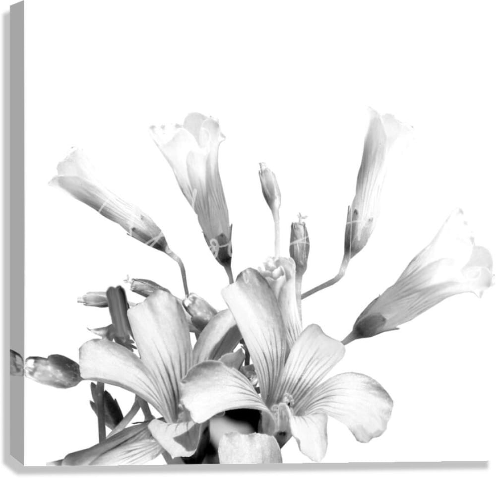 Black-and-white canvas print featuring delicate trumpet-shaped shamrock plant blooms with slender stems and buds