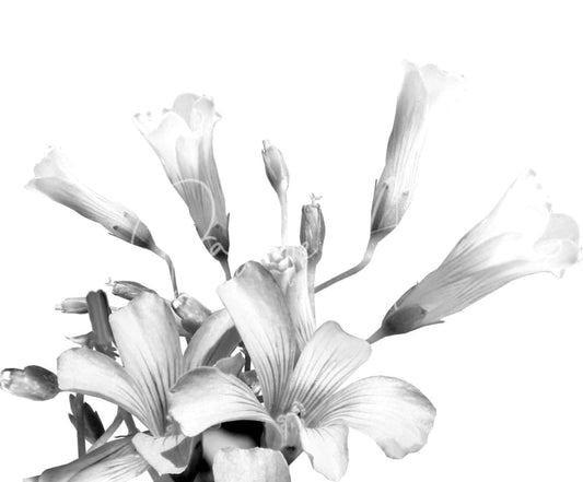 A delicate cluster of white and gray shamrock plant blooms with slender stems in soft grayscale tone