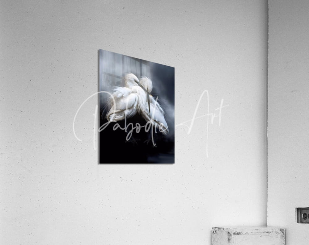Black and white canvas print titled sleepy young egrets featuring two white egrets in an intimate pose mounted on wall