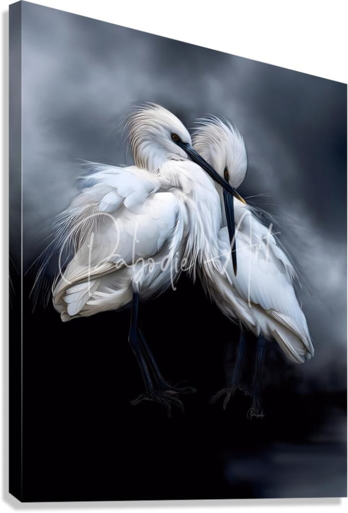 A canvas print titled sleepy young egrets featuring two elegant white egrets with black beaks and legs intertwined on a dark background