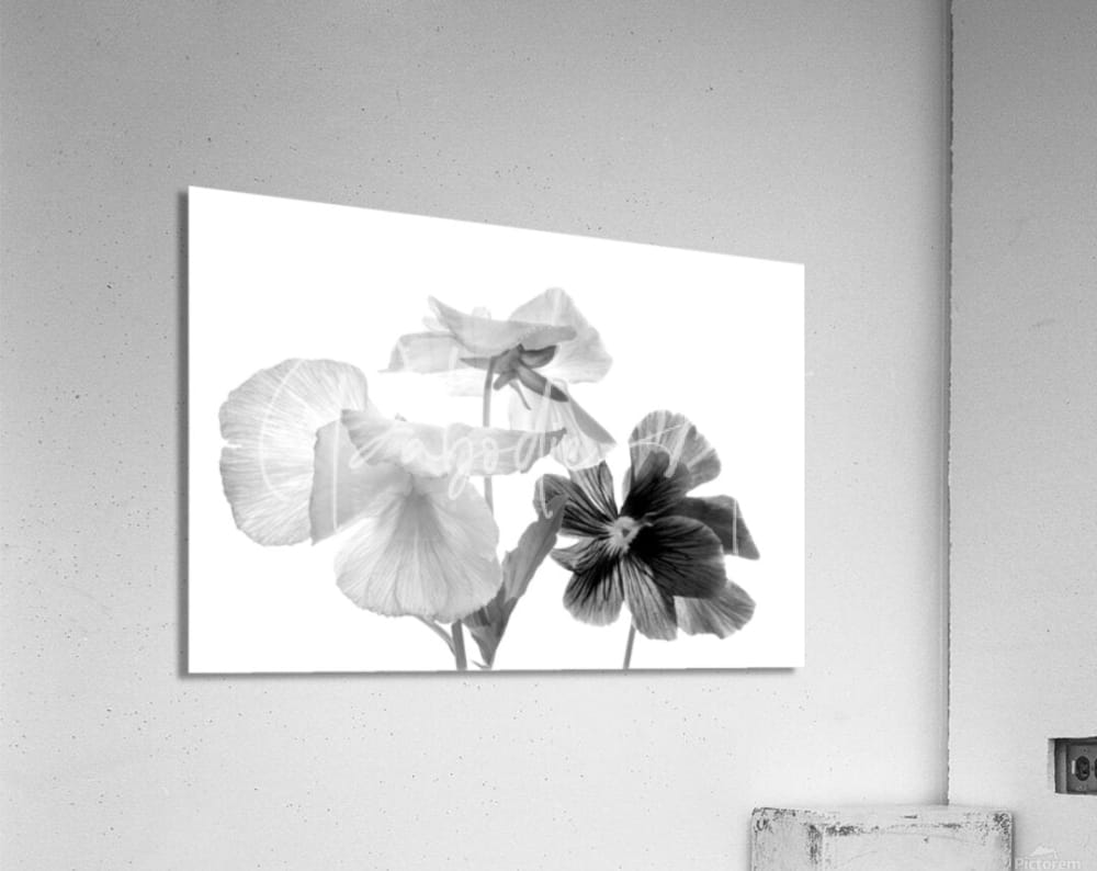 Black-and-white acrylic print of delicate spring pansies on a clean white background for wall decor