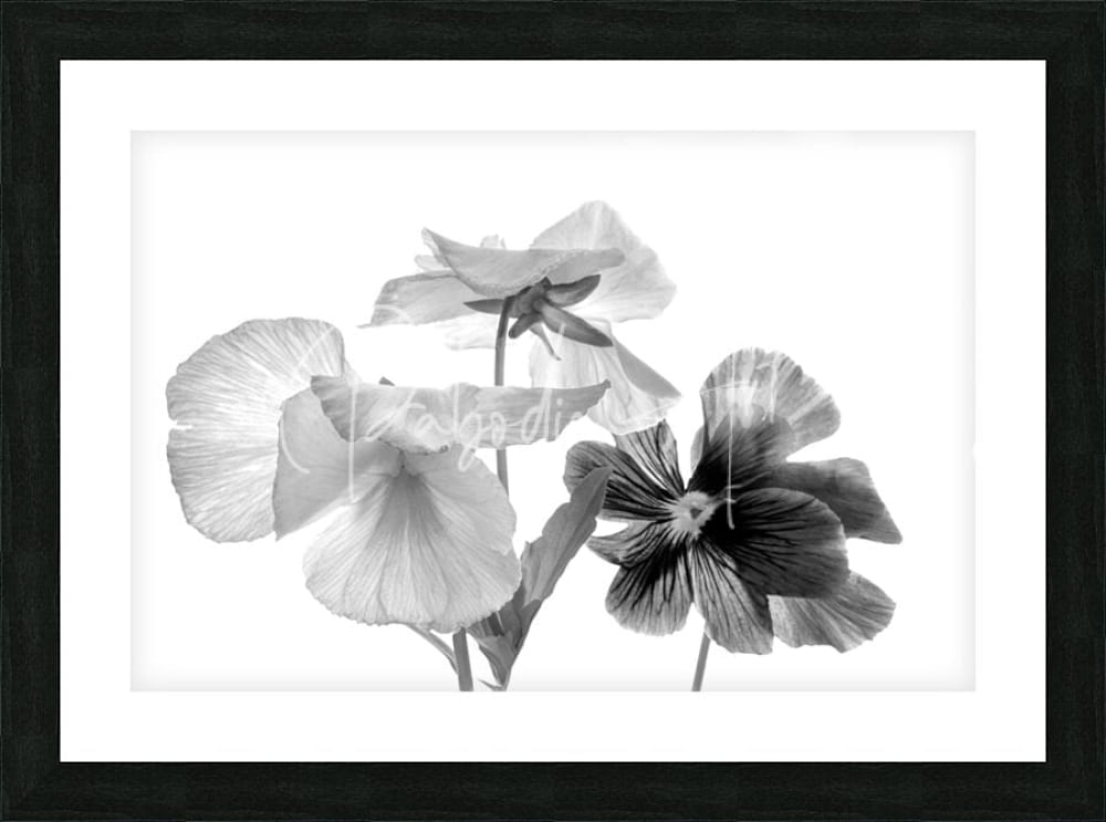 Black-framed black and white photographic print of delicate pansies with soft layered petals titled spring pansies in black and white