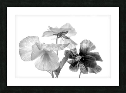 Black-framed black and white photographic print of delicate pansies with soft layered petals titled spring pansies in black and white