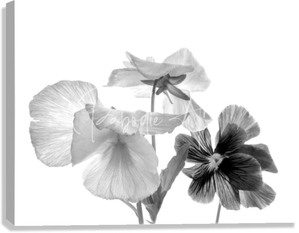 Black-and-white canvas print featuring delicate pansy flowers with soft layered petals and subtle shading for spring decor
