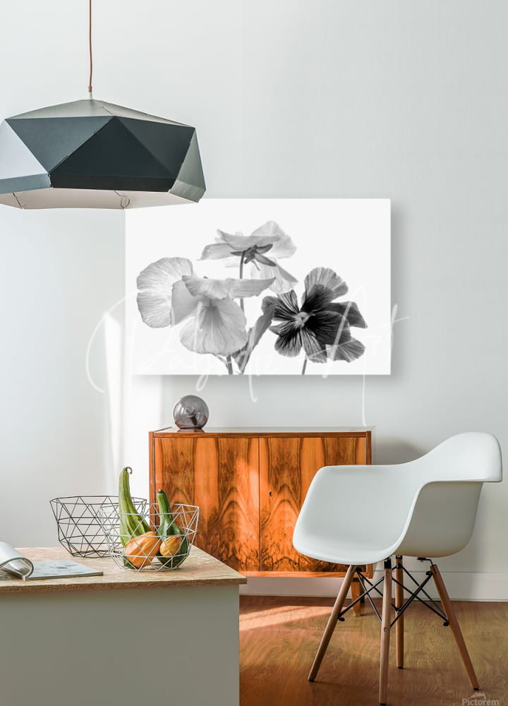 Black-and-white floral canvas print of spring pansies hanging on wall for home decor